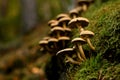 Wild mushrooms Armillaria growing on tree stump in forest, closeup view Royalty Free Stock Photo