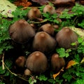 Wild mushrooms in Autumn