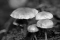 Wild mushrooms in black and white macro background fifty megapixels prints Royalty Free Stock Photo