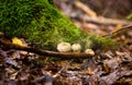 Wild mushrooms Bovista plumbea Royalty Free Stock Photo