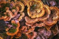 Wild mushrooms caps Royalty Free Stock Photo