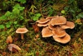 Wild mushrooms (Clitocybe squamulosa) Royalty Free Stock Photo