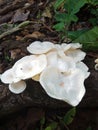 Wild mushrooms commonly found in forests are called Lot Mushrooms & x28;Lentinus spp.& x29; Royalty Free Stock Photo