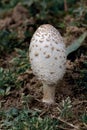 wild mushrooms, Coprinus comatus, shaggy ink cap, lawyer\'s wig, shaggy mane mushroom Royalty Free Stock Photo