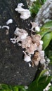 wild mushrooms on dry wood multiplying