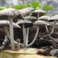 Wild Mushrooms field in indonesia taken with macro shot Royalty Free Stock Photo