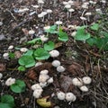 Wild Mushrooms field in indonesia taken with macro shot Royalty Free Stock Photo