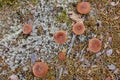 Wild mushrooms on a finland forest. Micology nature background