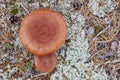 Wild mushrooms on a finland forest. Micology nature background