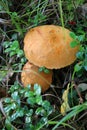 Wild mushrooms in the forest on a green background close-up Royalty Free Stock Photo