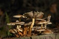 Wild mushrooms in forest on a sunny autumn day Royalty Free Stock Photo