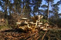 Wild mushrooms in forest on a sunny autumn day Royalty Free Stock Photo