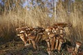 Wild mushrooms in forest on a sunny autumn day Royalty Free Stock Photo