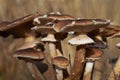 Wild mushrooms in forest on a sunny autumn day Royalty Free Stock Photo