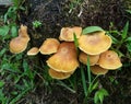 Wild mushrooms grow pile up orange on the ground with other grass Royalty Free Stock Photo
