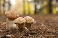 Wild mushrooms growing in autumn forest. Space for text Royalty Free Stock Photo