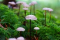 Marasmius growth on forest floor fall season nature details