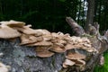 Wild mushrooms growing on a dead collapsed tree trunk in the forest - selective focus Royalty Free Stock Photo