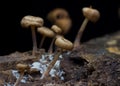 Wild mushrooms Royalty Free Stock Photo