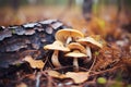 wild mushrooms growing in a forests moist soil Royalty Free Stock Photo