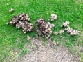 Wild Mushrooms Fungi Growing in St. Augustine Grass Royalty Free Stock Photo