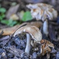 Wild Mushrooms Growing in Moist Soil