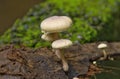 Wild mushrooms growing in a rain forest with green background Royalty Free Stock Photo