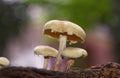 Wild mushrooms growing in a rain forest Royalty Free Stock Photo