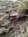 Wild mushrooms growing on rotten