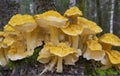 Wild mushrooms growing on a tree
