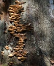 wild oyster mushrooms growing on a tree in the forest Royalty Free Stock Photo