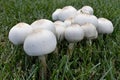 Wild Mushrooms Growing in Yard
