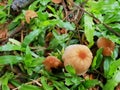 Wild Mushrooms growth Royalty Free Stock Photo