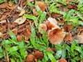 Wild Mushrooms growth Royalty Free Stock Photo