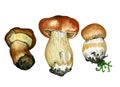 Wild mushrooms. Hand drawn watercolor painting