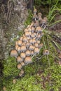 Wild mushrooms, known as glistening ink cap, growing on a mossy