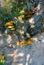 Wild mushrooms