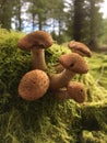 Wild mushrooms in moss