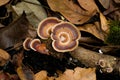 Wild mushrooms on the old wooden log. Close-up of clusters of brown wild mushrooms growing on rotting logs in the forest on the Royalty Free Stock Photo