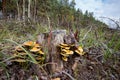 Wild mushrooms on pine stump Royalty Free Stock Photo