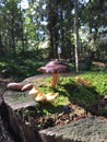 Wild mushrooms growing on mossy tree trunk