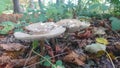 Wild mushrooms toadstools growing on the woodland floor