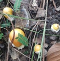 Wild mushrooms, yellow mushrooms, white mushrooms