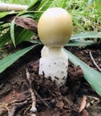 Wild mushrooms, yellow mushrooms, white mushrooms