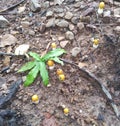 Wild mushrooms, yellow mushrooms, white mushrooms