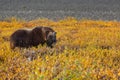 Musk ox Royalty Free Stock Photo