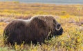 Musk ox Royalty Free Stock Photo