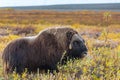 Musk ox Royalty Free Stock Photo