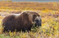 Musk ox Royalty Free Stock Photo