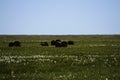 Wild Musk Ox Royalty Free Stock Photo